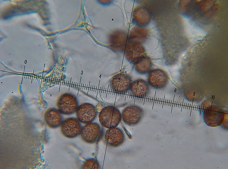 Physarum conglomeratum